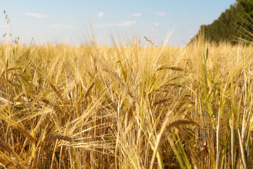 Rye ears closeup. Harvest, agriculture, farming concept. Barley field, grain, low angle, bottom view, blue sky