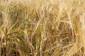 Rye field background. Harvest concept. Agriculture, farming, landscape, grain, barley, ears