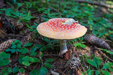 red mushroom in the forest