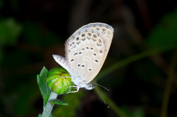 butterfly with black spotted wings