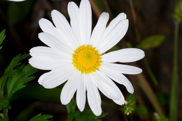 blossom of white daisy