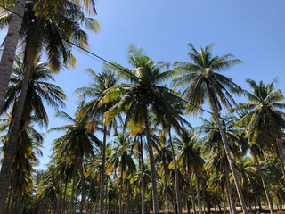 Obraz premium Palm Tree