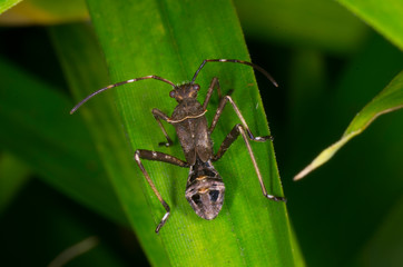 true bug on green leaf