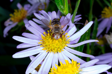 fly on daisy flower
