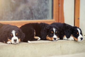 Puppy playing with sphynx cat