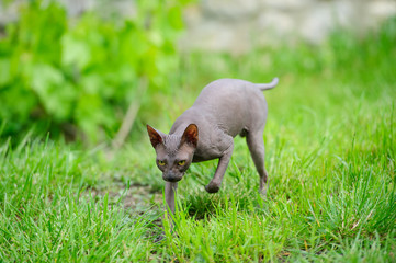 Sphynx cat on a green grass