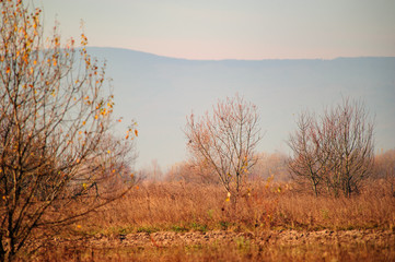 Foggy autumn landscape in mountains