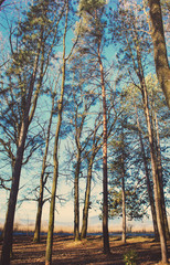 Naklejka premium Sunny autumn forest in mountains