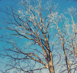 Sunny autumn forest in mountains