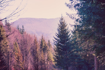 Sunny autumn forest in mountains