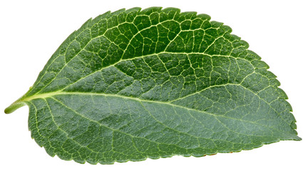 Obraz premium Plum leaves isolated