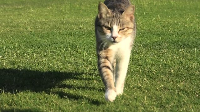 close up of a tabby cat with yellow eyes walking straight on the green grass, isolated on green background.