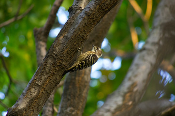 woodpecker on tree