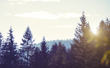 Sunny autumn landscape in mountains