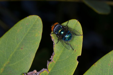 blue fly on leaf