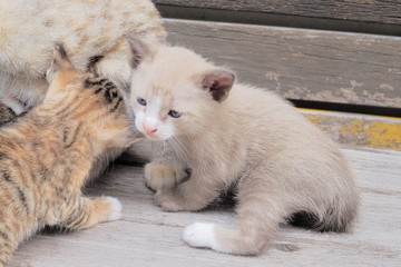 Close-up a small cute kitten age 21 days resting on wood texture background.