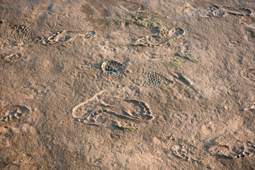 Footsteps on sand on the beach