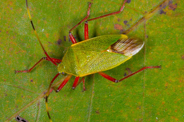 green real bug on leaf. it has red legs