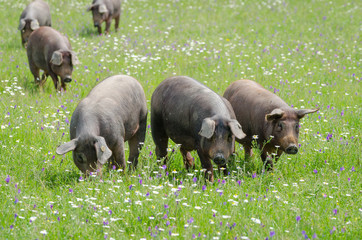 Pigs graze on farm in countryside of Badajoz, Extremadura