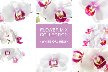 Flower mix collection - white orchids