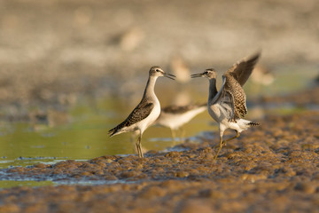 Two wood sandpipers (Tringa glareola) fighting over dining territory