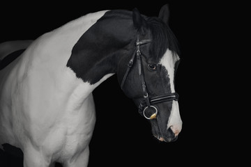 Portrait of a pinto horse on a black background