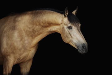 Portrait of a cream-coloured horse on a black background