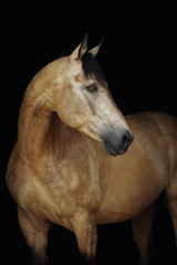 Portrait of a cream-coloured horse on a black background