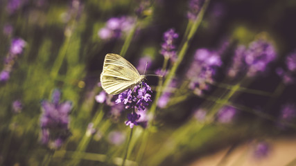 fleur et papillon