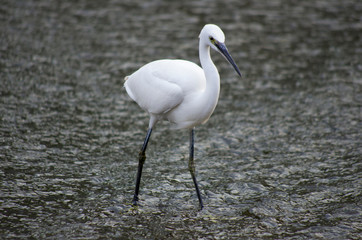 Obraz premium white heron hunting fish