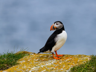 Atlantic Puffin Standing on Cliff Ledge on Blue Background