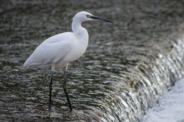 great white heron in the water