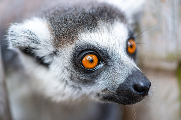 Close-up portrait of lemur catta - ring tailed lemur © tamascsere