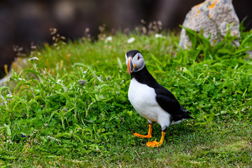 Atlantic Puffin Standing on Cliff's Rock with Green Grass , Portrait