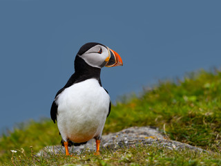 Atlantic Puffin Standing on Cliff Ledge on Blue Background