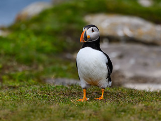 Atlantic Puffin Standing on Cliff Ledge on Blue Background