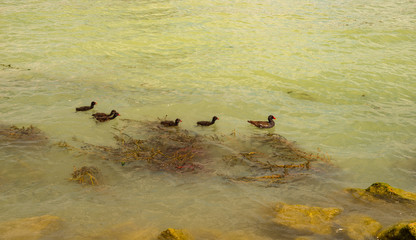 common gallinule in Hungary, lake Balaton