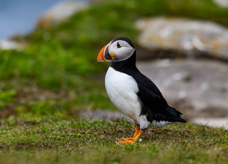 Atlantic Puffin Standing on Cliff's Rock with Green Grass , Portrait