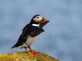 Atlantic Puffin Standing on Cliff's Rock with Open Wings, Portrait