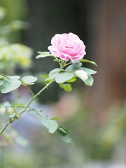 Pink rose flower on blurred of nature background