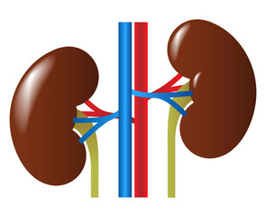 Human internal organs: kidneys and ureters. Vector image. 