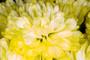 closeup of yellow chrysanthemum flower