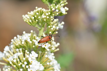 Longhorn Beetle    (  Stictoleptura rubra  )   beetle on white summer lilac in the outdoors