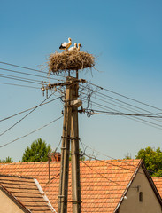stork family in Hungary, Badacsony