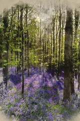 Digital watercolour painting of Beautiful morning in Spring bluebell forest with sun beams through trees