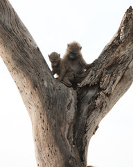 Monkeys in a Tree