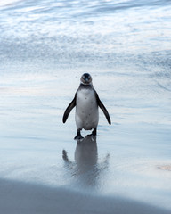 Obraz premium Penguins at Boulders Beach, Cape Town, South Africa