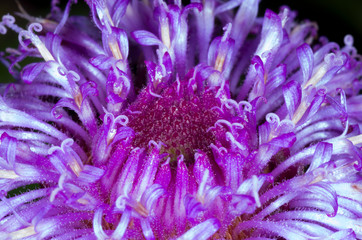 blossom of korean thistle flower