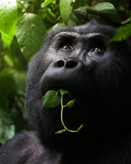 Silverback Gorilla in Bwindi Impenetrable Forest, Uganda