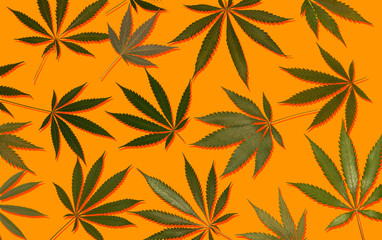 marijuana hemp cannabis leafs on colourful background